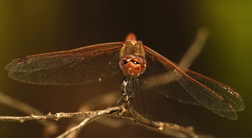 Male
2005_10_30_TX